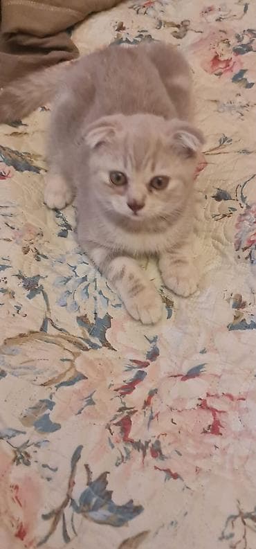 pişik şotlant: Şotland — 10