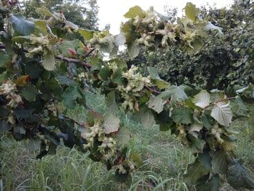 nəsimi rayon: 2000 sot, Kənd təsərrüfatı, Mülkiyyətçi, Kupça (Çıxarış) — 7