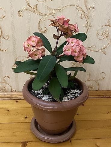 ev bitkiləri: Evdaxili saksı bitkisi – Euphorbia milii (Tikanlı tac) - Çiçəklər — 1