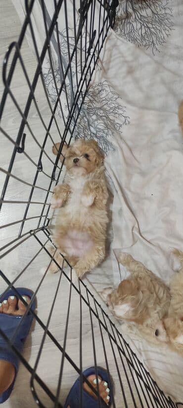 мальтипу купить: 4 ay, Dişi, Peyvəndli, Ünvandan götürmə — 9