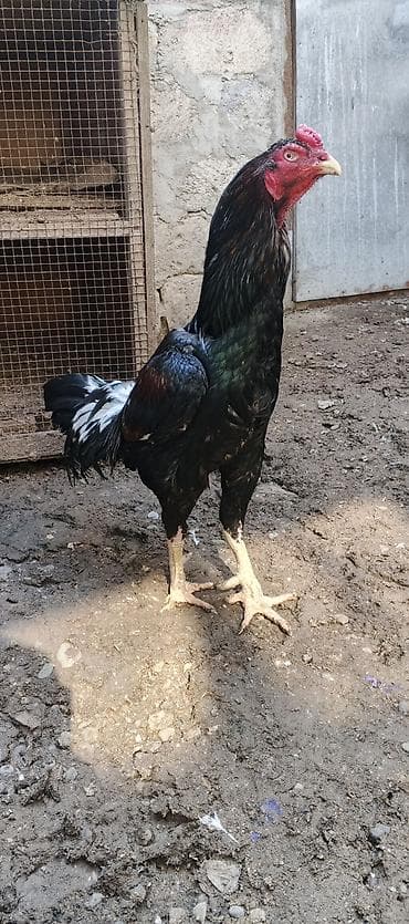 inək satılır binə: Xoruz, Brazil, il: 3, Ödənişli çatdırılma — 1