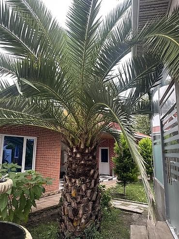 agaclar: 2.50 cm Dekorativ xurma palması (Phoenix canariensis – Kanarya — 1