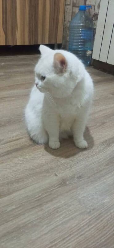 Daewoo: Şotland uzun tüklü, Dişi — 4