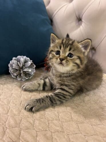 siam pisiyi haqqinda: Britan, Erkək — 1