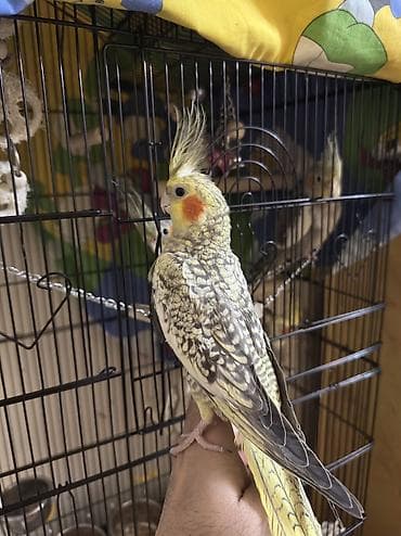 papuqay quş: AĞCABƏDİ RAYONU ÖZ YETİŞDİRDİYİMİZ BALA 2 AYLIQ XORUZ ƏLƏ TAM — 1