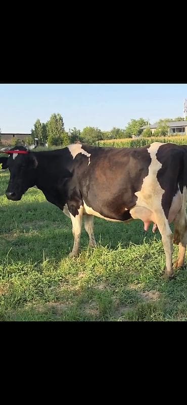 Satılır: inək və balası - Cins: qara-ağ alaca süd tipli inək - — 6