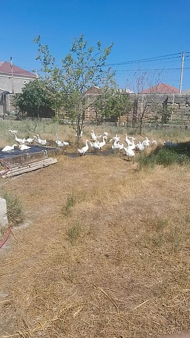 Ağ qaz sürüsü 2 ayliq - Ağ rəngli, iri cins ev qazları - Təmiz həyət
