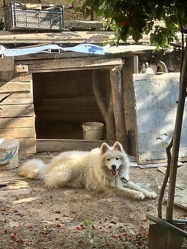 Samoyed, Peyvəndli