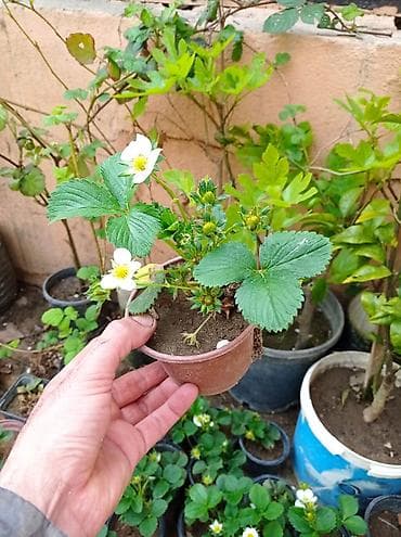 bitki satışı: Murano A+sortu çiyələk stilləri satılır .ilboyu çiyələk dərməy olur — 2