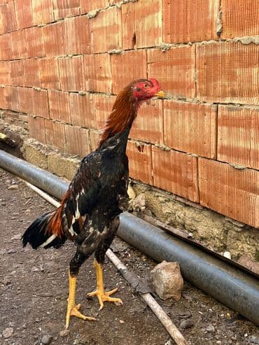 Tutuquşları: Şamo iyunun 22 i çıxıb — 1