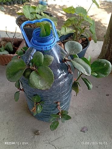 plastik: Şaquli əkim üçün hazırlanmış sukulent/kalankoe kompozisiyası - Qab: 5 — 2