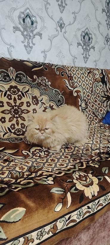 tuksuz pişik: Fars, Yaxşı əllərə — 2