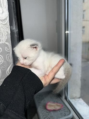 siam pisiyi haqqinda: Siam, Erkək — 8