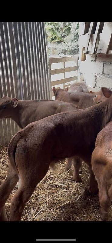 angus dana: Saf fransız mənşəli Limuzin cinsli buzovlar - Cins: Limuzin (ətlik — 7