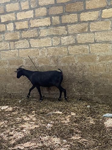 heyvan mal: Dişi, il: 1, Damazlıq, Ünvandan götürmə — 2