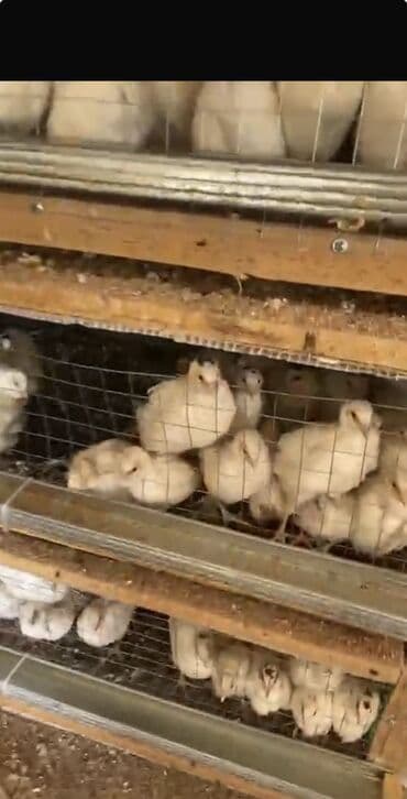 Akvariumlar: Texas sortu bildirçin, təzə və dadlı qiymətlər çəkidən asılıdır — 4