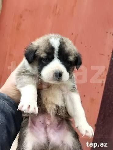 Erkek, Peyvəndli, Ödənişli çatdırılma