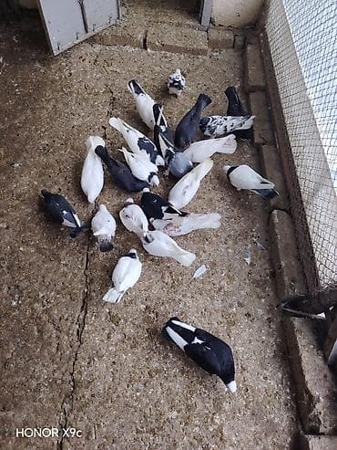 sar quşu: Tergitme quslardi icinde ucanlar var 6 azn unvan Qaradag — 1