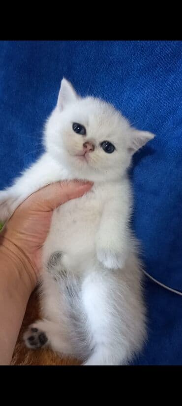 британская шиншилла баку: Шиншилла, Самец, Самка, В добрые руки, Самовывоз — 5