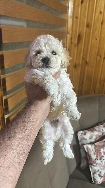 пекинес цена в баку: Пудель, 2 месяца, Самец, С прививками, Платная доставка — 2