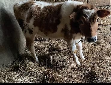 Digər heyvanlar: Digər heyvanlar — 2