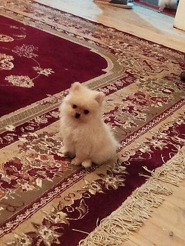 heyvan bazari itler: Şpitz, 2 ay, Erkek, Ünvandan götürmə — 4