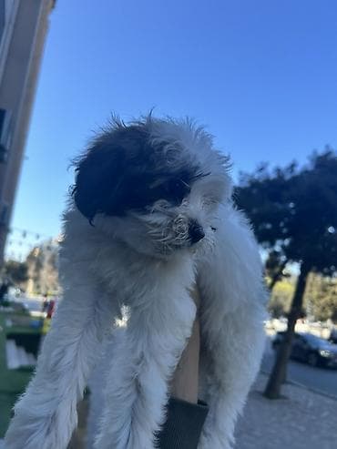 sican dermani: Shi-tsu, 3 ay, Erkek, Peyvəndli, Pulsuz çatdırılma — 3