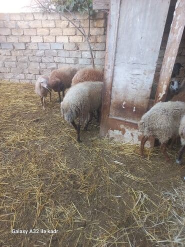 hinduşqa balası: Qoç satılır .buynuzlu qoç 650 manata beyləqan 1000 manat sonudu.qoyun — 7