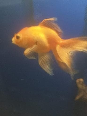 Gəmiricilər: Salam hazir bala veren iri olculu,papaqli arandalar satilir. Olcusu 15 — 10