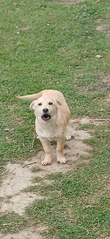 it təlimi: 3 ay, Erkek, Peyvəndli — 2