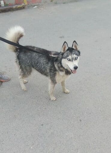 haski it adlari: Xaski, 10 ay, Dişi, Peyvəndli, Ödənişli çatdırılma — 2