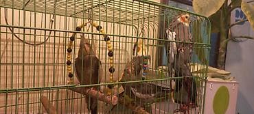 Nimfalari (Cockatiel) – dekorativ qəfəslə birlikdə - Növ: Nimfa — 2