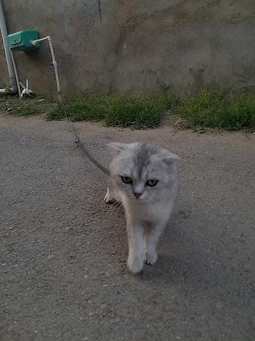 Şotland yastı qulaq, Erkək