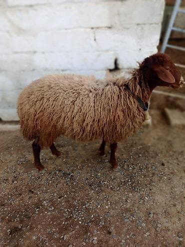 Erkək, Qala, il: 1, Damazlıq lalafo.az -da Erkək, Qala, il: 1, Damazlıq