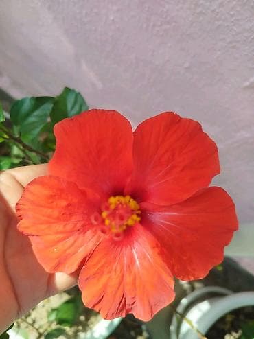 kol bitkiləri: Qırmızı hibiskus (Çin qülü) – dekorativ çiçəkli ev və bağ bitkisi - — 4