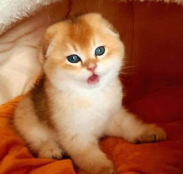 van pişik: Şotland yastı qulaq — 3