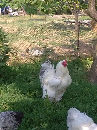 toyuq sortları: Toyuq, Brama, Damazlıq, Ödənişli çatdırılma — 6