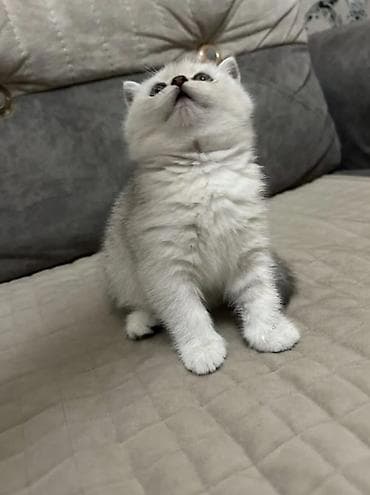 pişim: Britan — 1