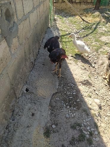 kuckar ov iti: Toyuq cücələri, Damazlıq — 3
