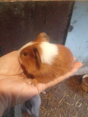 3dene svinka erkekdiler 20gunluk tek 17man 2dene alana 15mandan 1ri