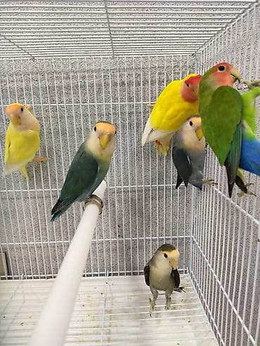 Salam. Nerazlucniklərin 1 ədədi 45 azn. Cütü 80 azn. Ünvan Bayıl