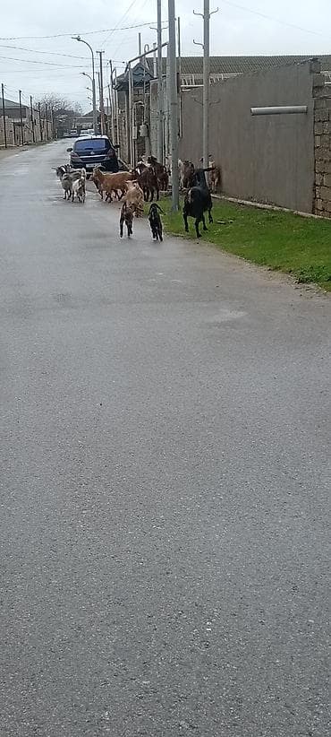 diş şotkası: Sürü – keçi qarışıq 15 baş Ana keçi qarışıqdı hem Sani hem Heleb — 7