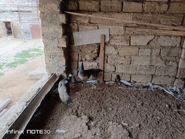 cücə və xoruz: Tovuz quşu satılır dişi və erkək var — 2