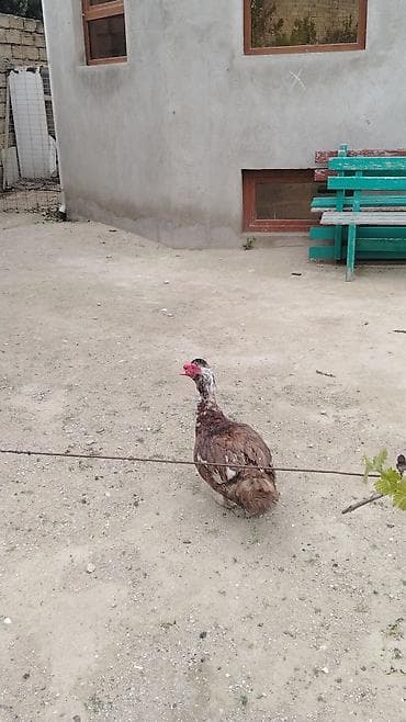 Erkək, | Lal ördək, Ətlik, Ödənişli çatdırılma