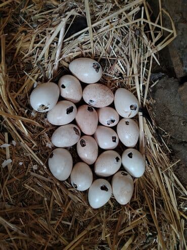 Hinduşka yumurtası 3 manat. Aşagı yeri yenə 3 manat. Çox olmur. Günde lalafo.az -da Hinduşka yumurtası 3 manat. Aşagı yeri yenə 3 manat. Çox olmur. Günde