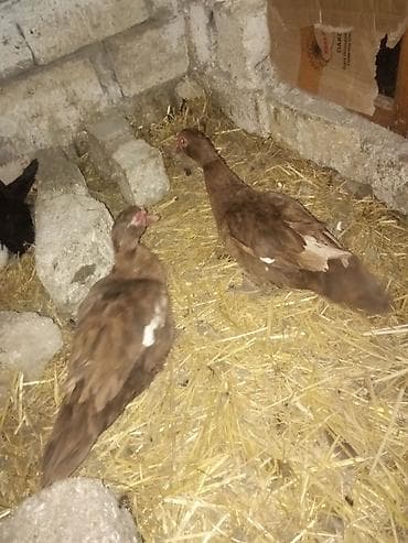 Kirasnadar 60 manat cut fere cavan Təsvir: - Qızılı-qəhvəyi