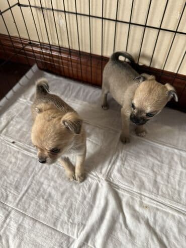 Mercedes-Benz: Çixuahua — 4