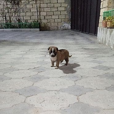 bala ordək: 1 ay, Dişi, Peyvəndli — 3