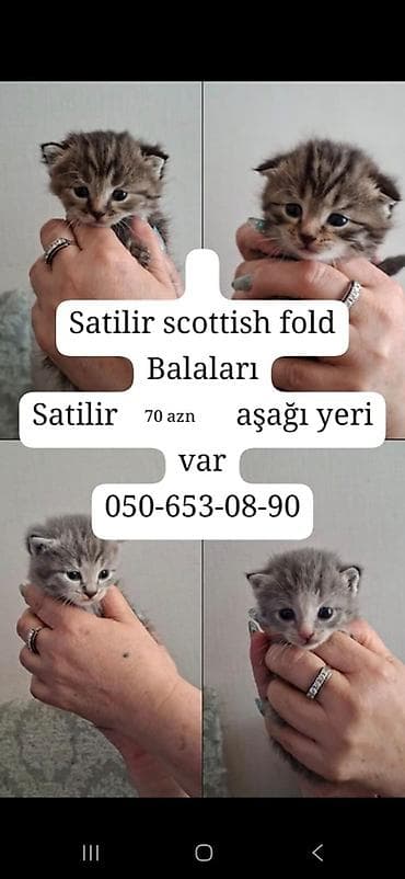 pişik: Şotland — 2
