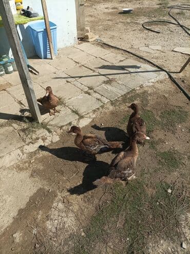 mirvari ordək: Satılır lal ordekler krasnodar sortu damazlıqdi 6denedi - — 1